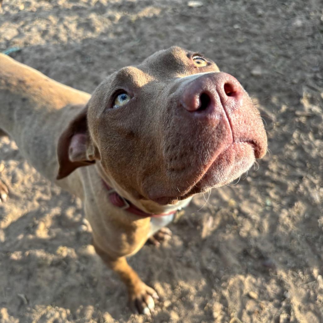 Enlarge Freya, a Adoptable mixed breed in Cedar Creek, TX image 2/3