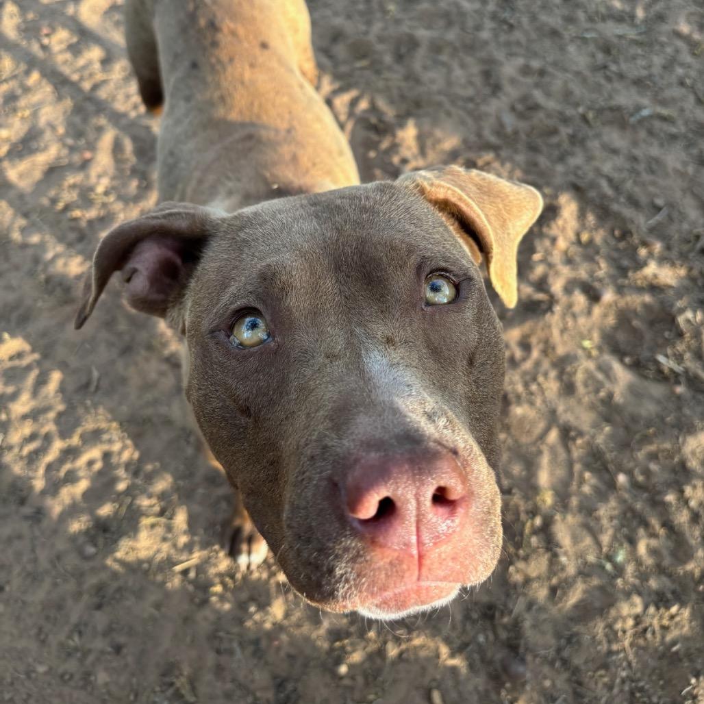 Enlarge Freya, a Adoptable mixed breed in Cedar Creek, TX image 3/3