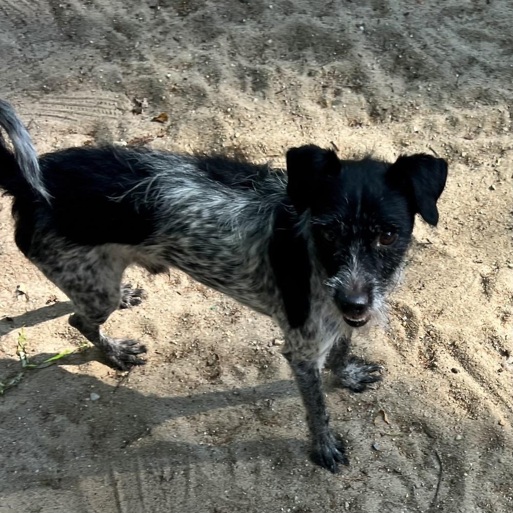 AAD New Arrival!  Geeky - 26164, Adoptable, Young Male Terrier & Australian Cattle Dog / Blue Heeler.