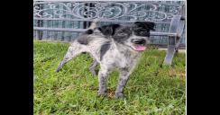 Enlarge AAD New Arrival!  Geeky - 26164, a Adoptable mixed breed in Armonk, NY image 2/3