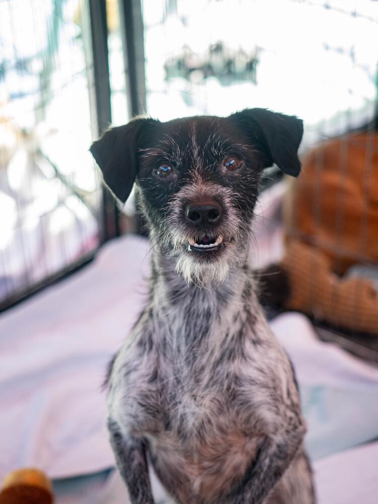 Enlarge AAD New Arrival!  Geeky - 26164, a Adoptable mixed breed in Armonk, NY image 3/3