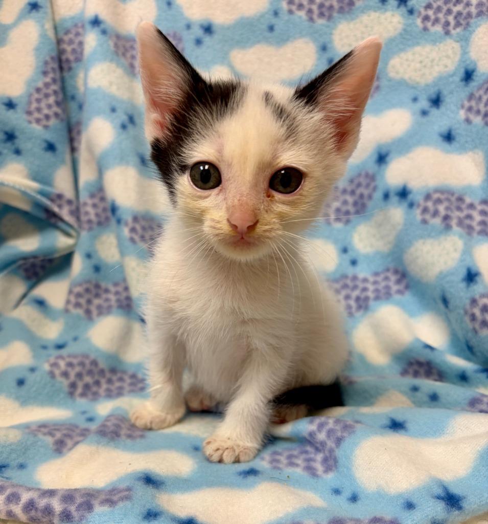 Mizzy, Adoptable, Kitten Female Domestic Short Hair.