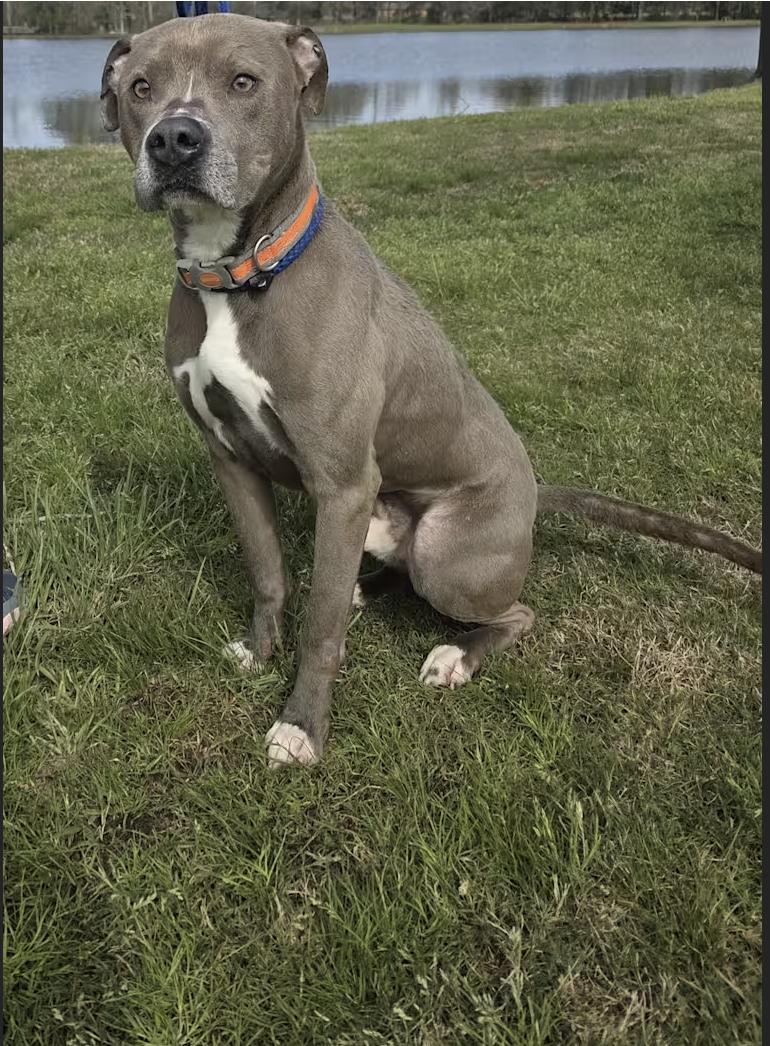 Blue, Adopted, Adult Male American Bulldog & Pit Bull Terrier.