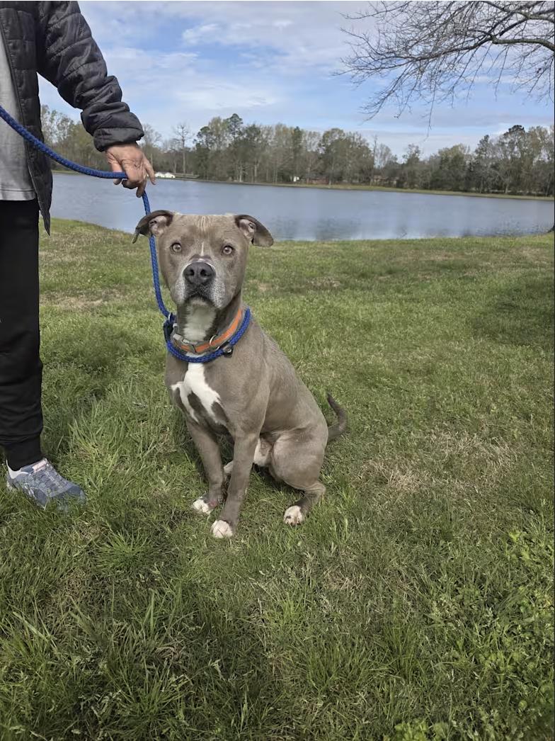 Enlarge Blue, a Adopted mixed breed in Pittsburgh, PA image 2/4
