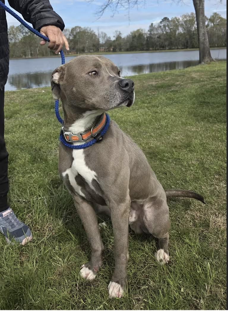 Enlarge Blue, a Adopted mixed breed in Pittsburgh, PA image 3/4