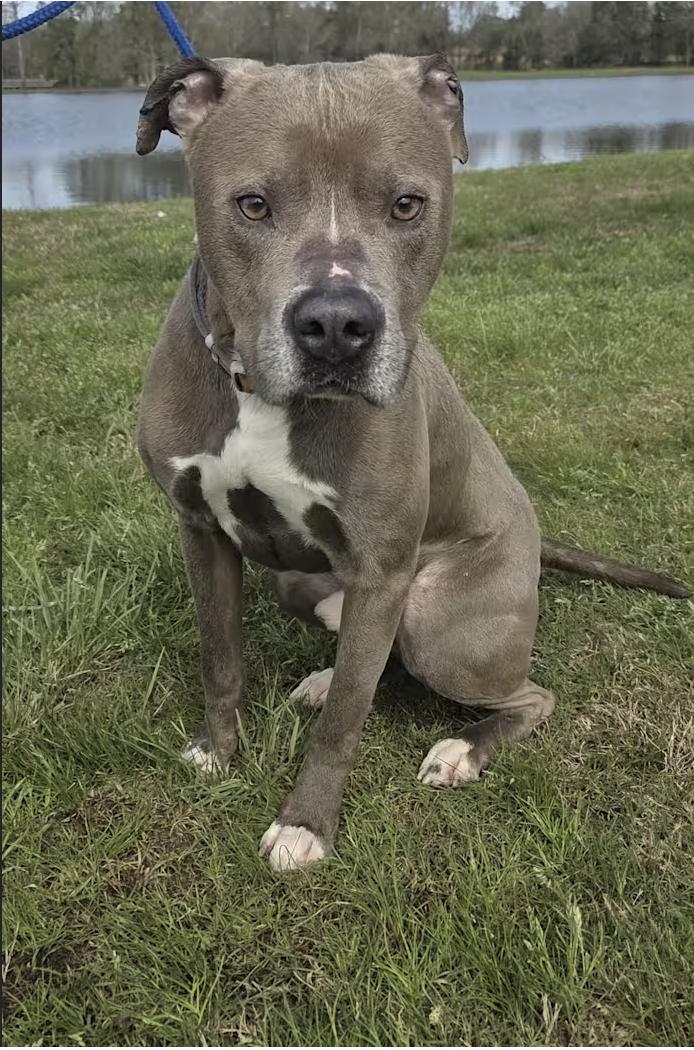 Enlarge Blue, a Adopted mixed breed in Pittsburgh, PA image 4/4