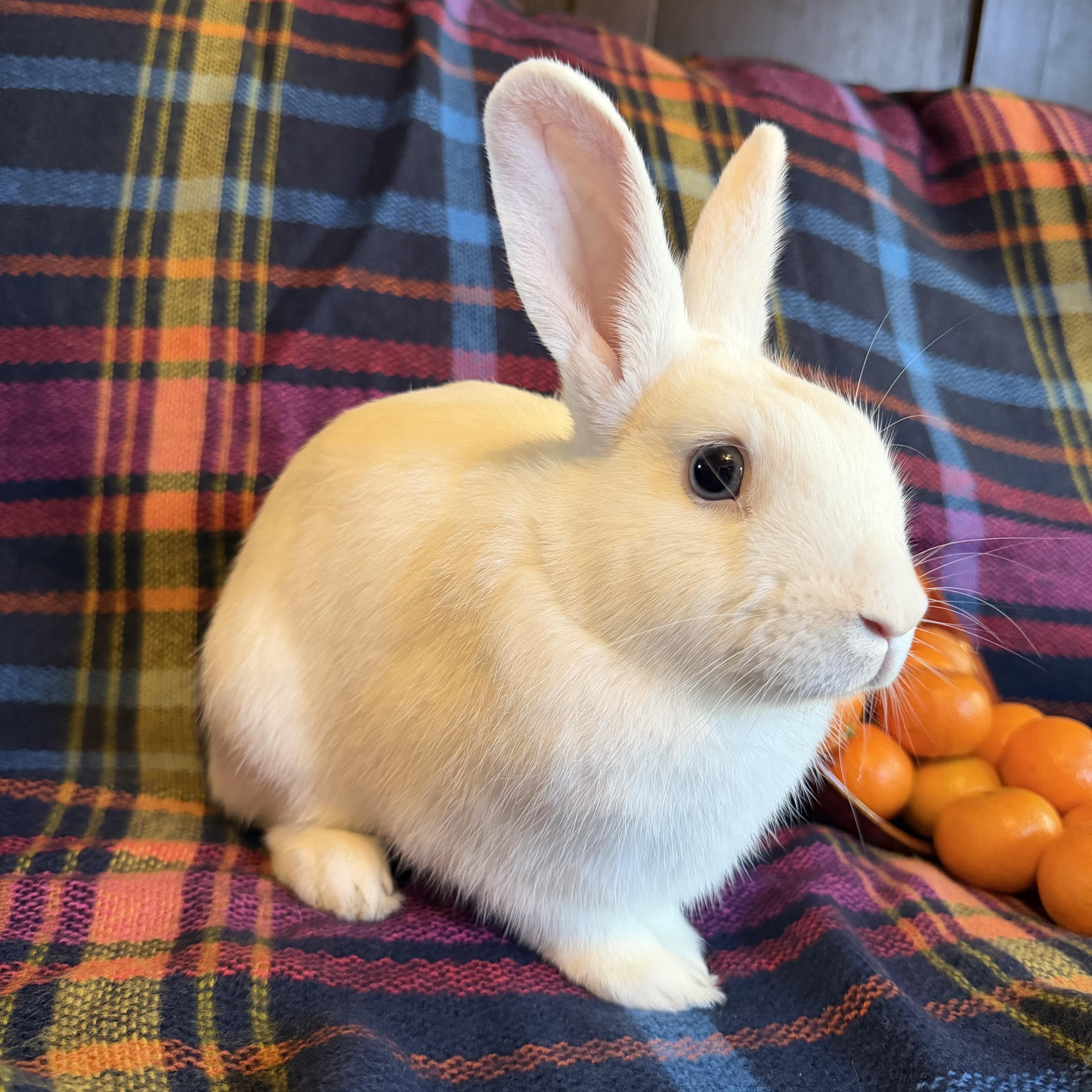 Enlarge Pacific Blue, a Adoptable Bunny Rabbit in Livermore, CA image 6/6