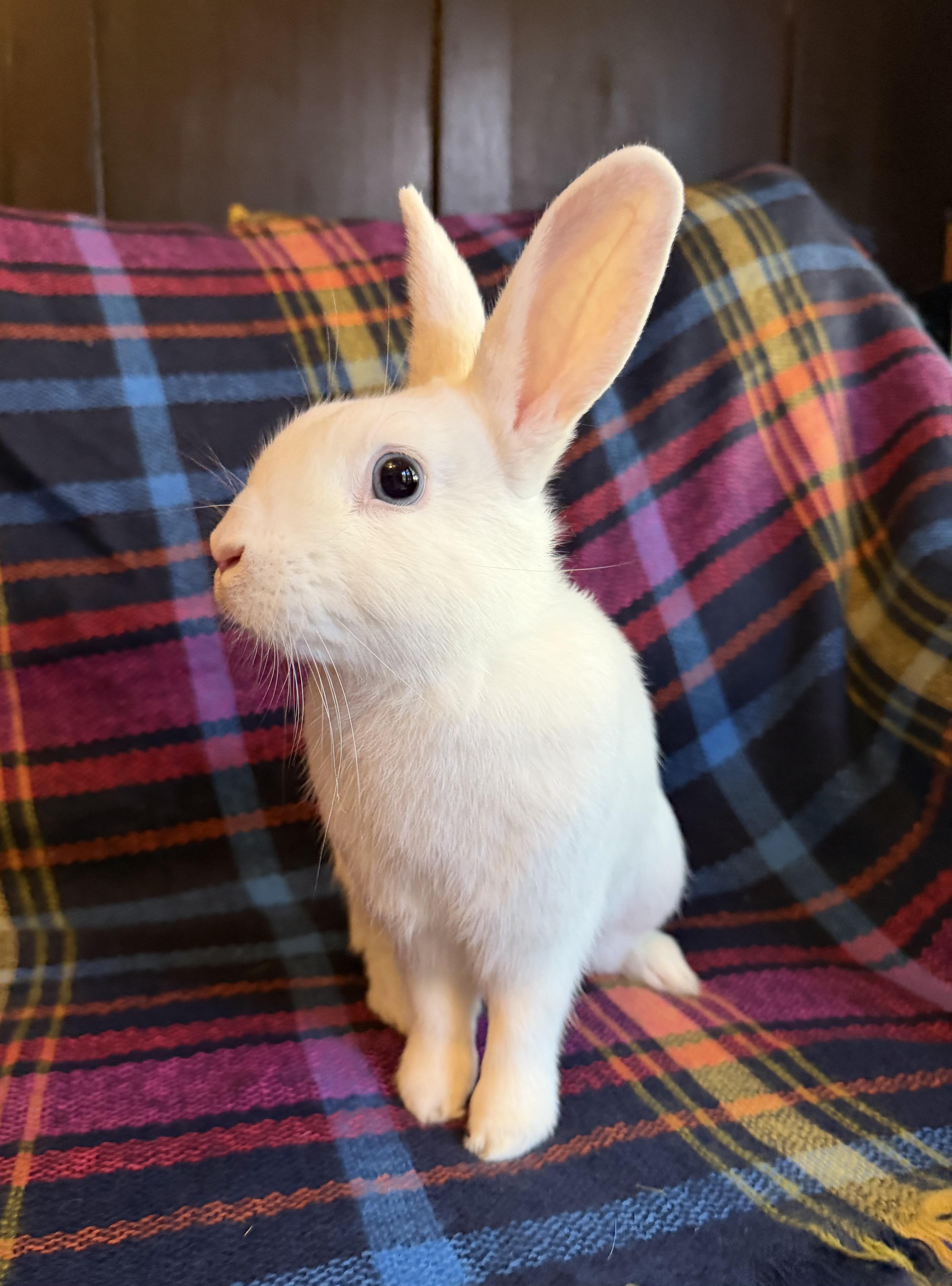 Enlarge Pacific Blue, a Adoptable Bunny Rabbit in Livermore, CA image 2/6