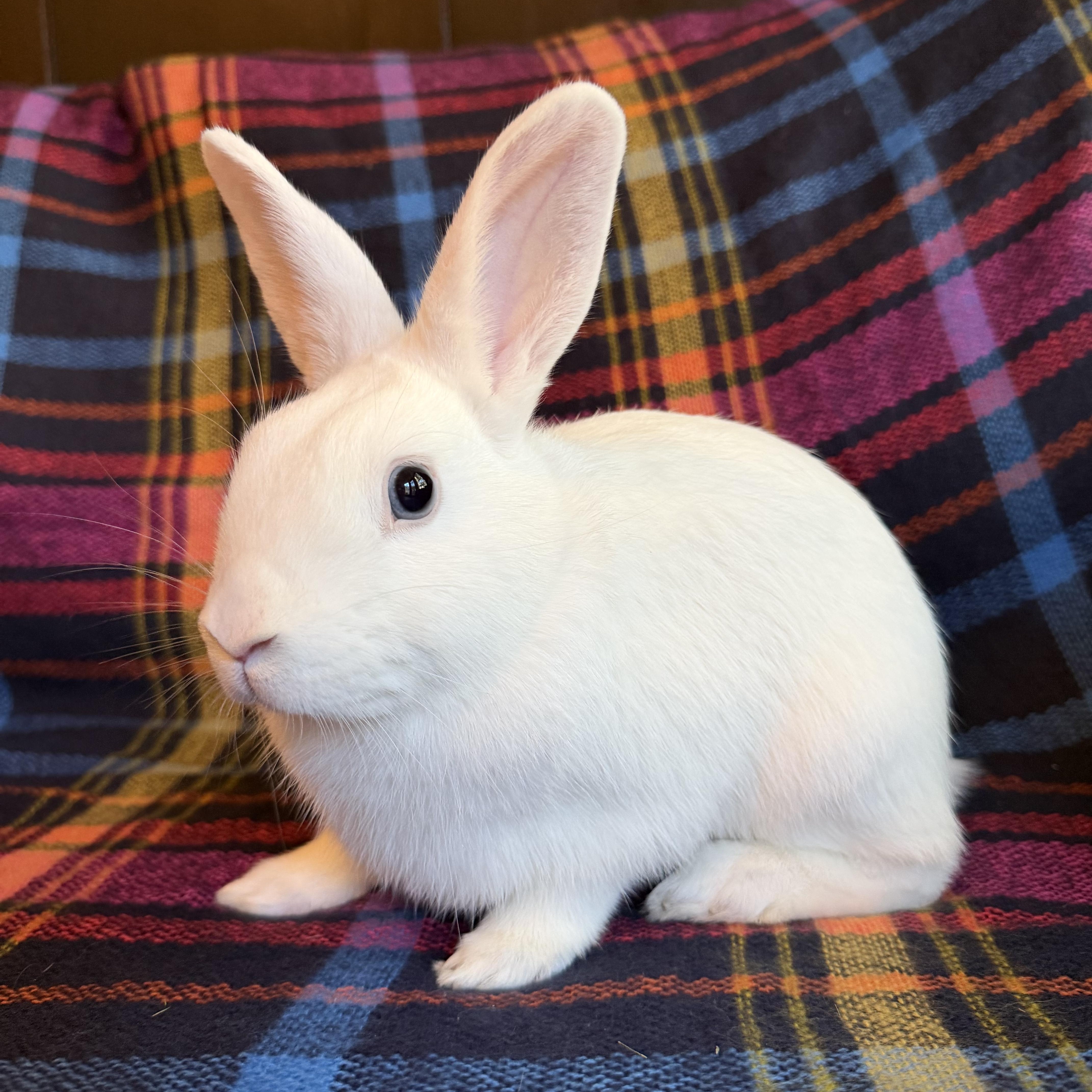 Enlarge Pacific Blue, a Adoptable Bunny Rabbit in Livermore, CA image 3/6