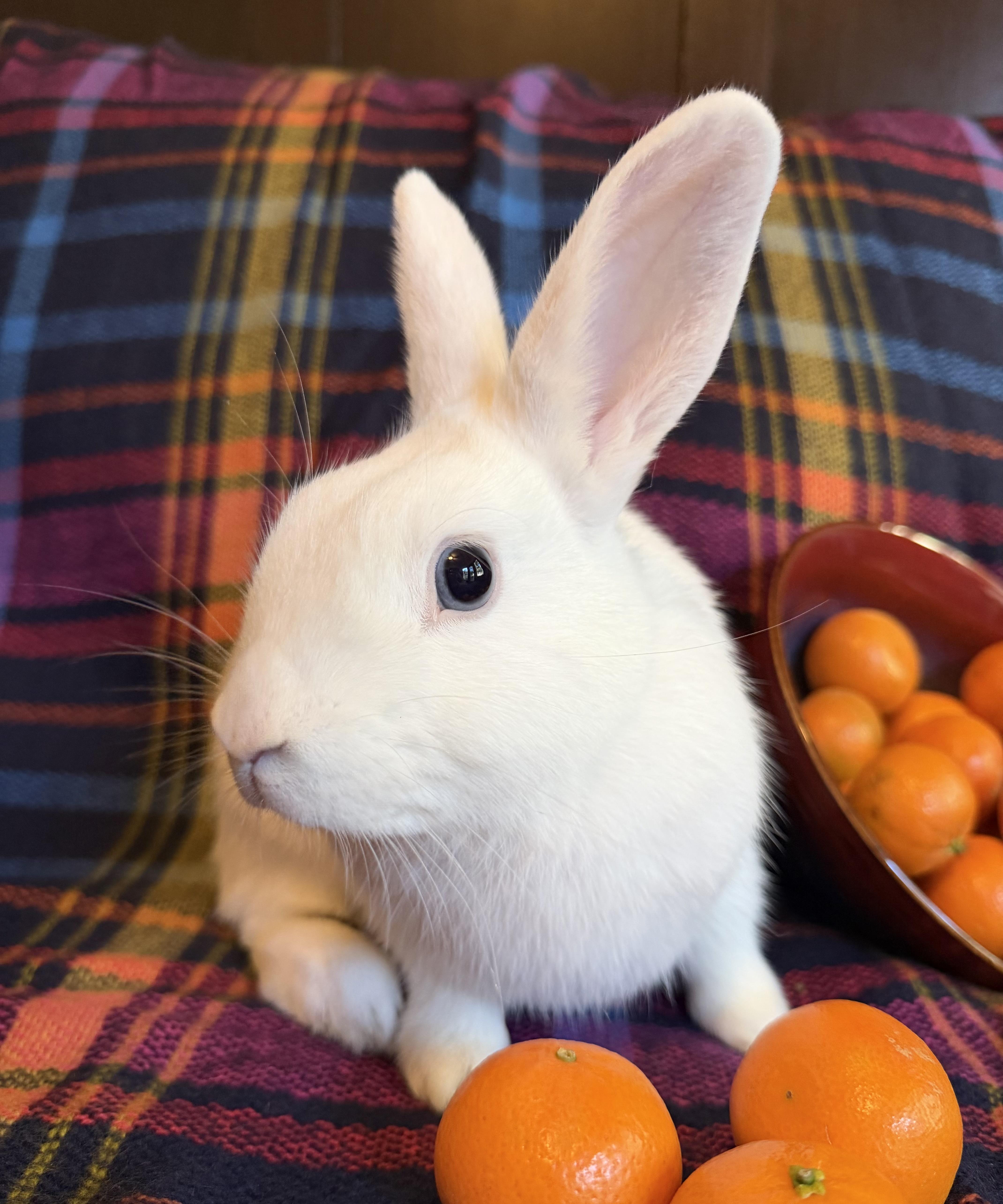 Enlarge Pacific Blue, a Adoptable Bunny Rabbit in Livermore, CA image 4/6