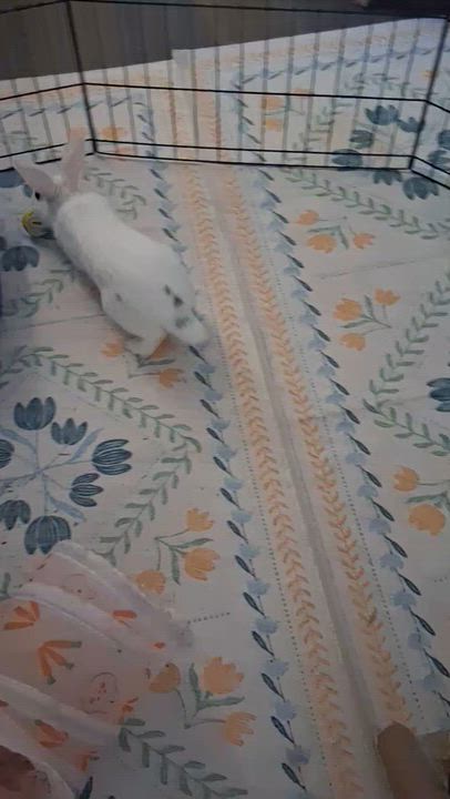 Enlarge Pacific Blue, a Adoptable Bunny Rabbit in Livermore, CA video 5/6