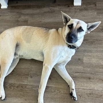 Peanut, a Adoptable mixed breed in Bloomington, IL image 2/5