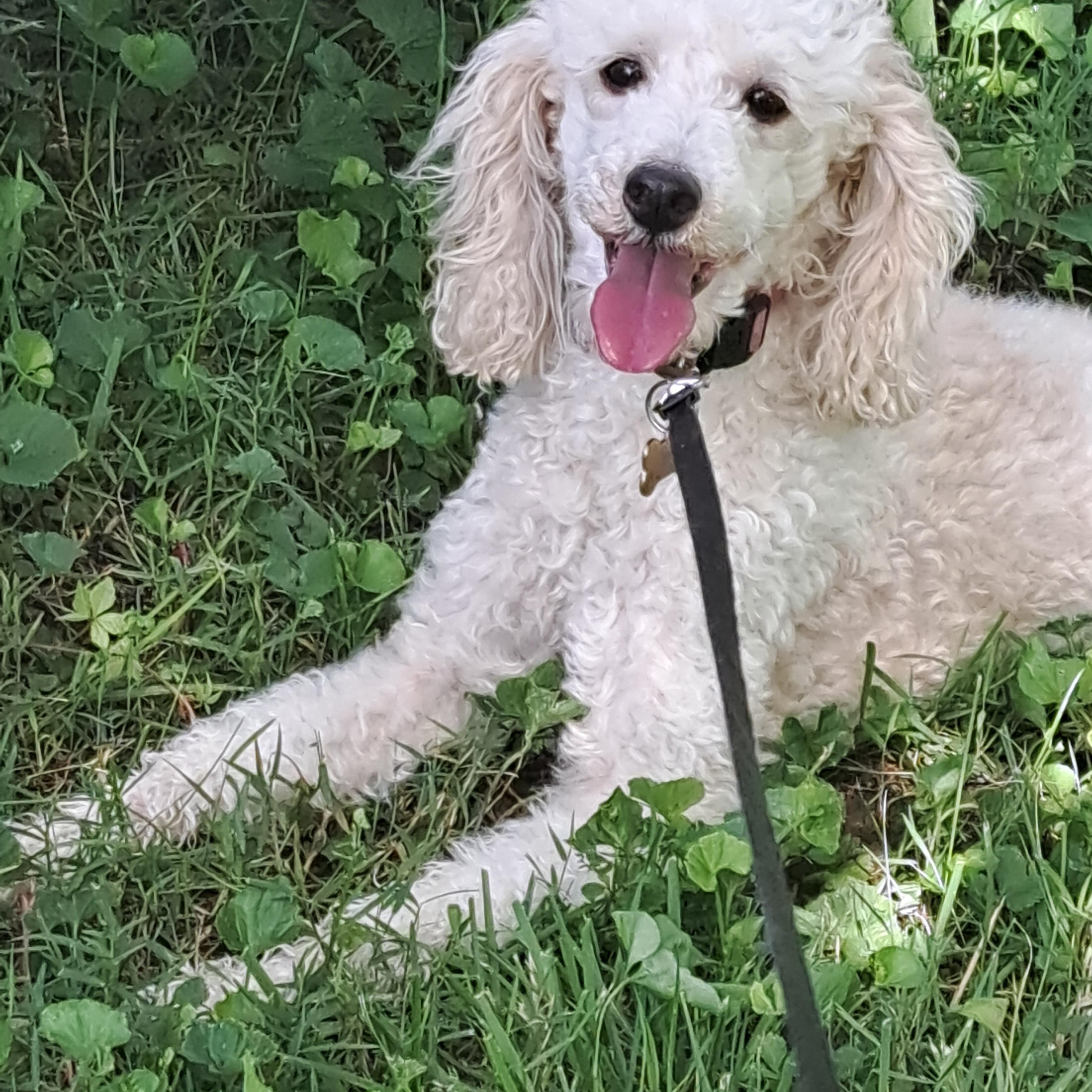 Sadie, a ADOPTABLE Miniature Poodle in Hermitage, TN image 2/2