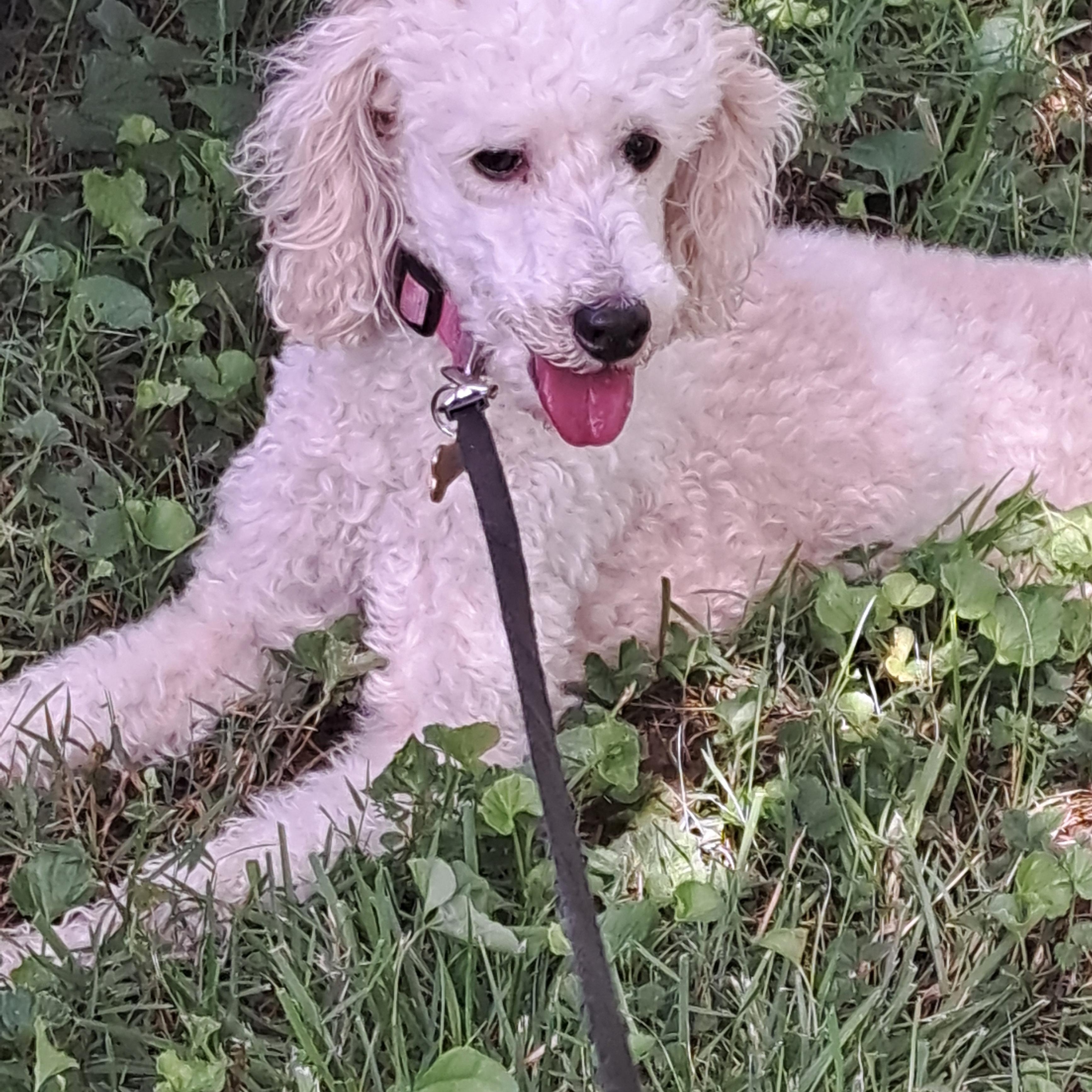 Sadie, a ADOPTABLE Miniature Poodle in Hermitage, TN image 1/2