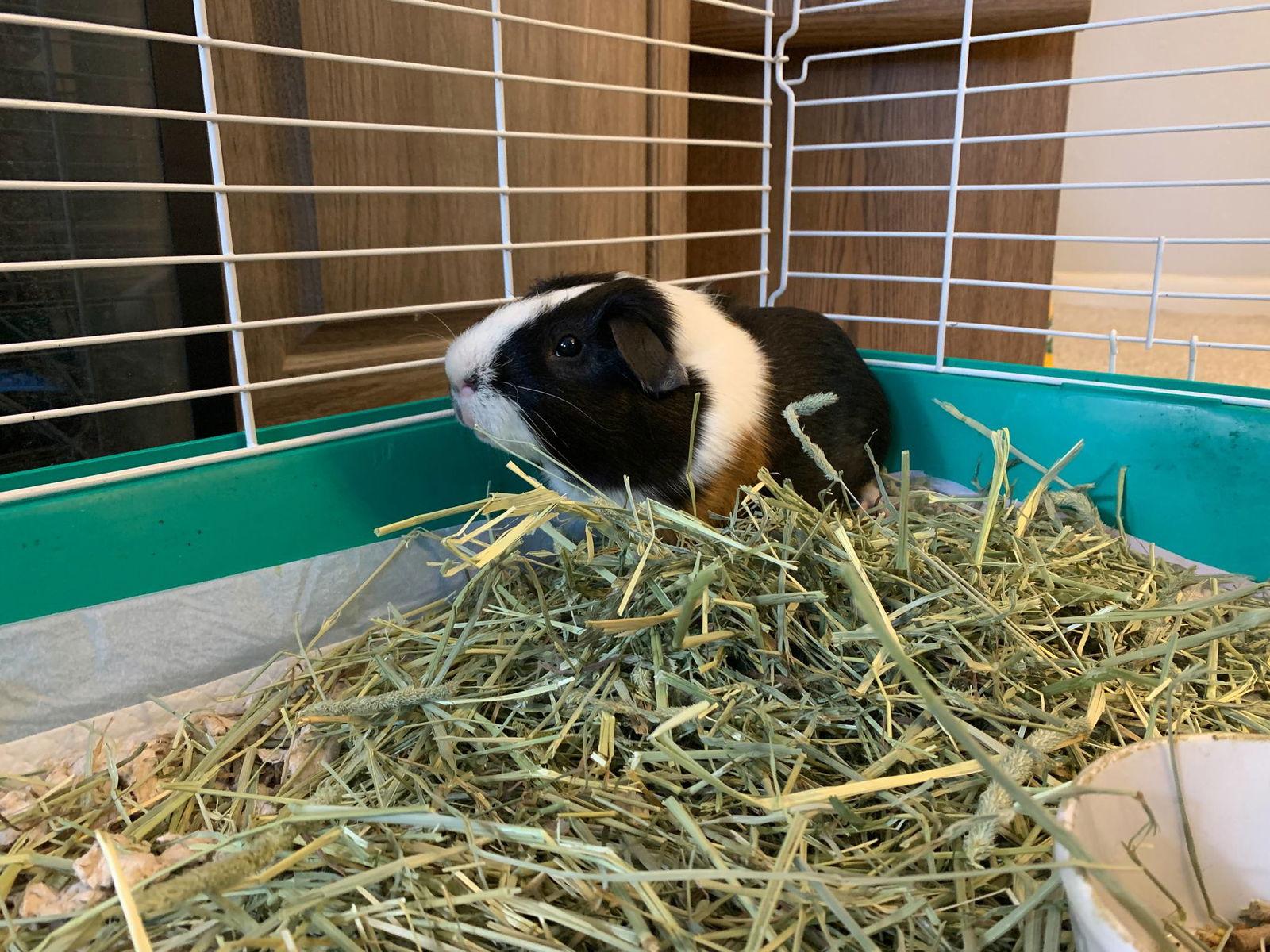 Waffles, Adoptable, Adult Male Guinea Pig.