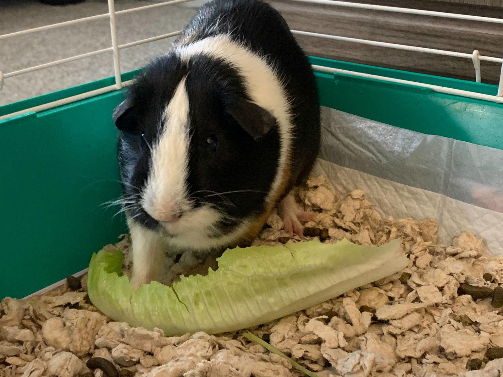 Enlarge Waffles, a Adoptable Guinea Pig in Glenmoore, PA image 2/2