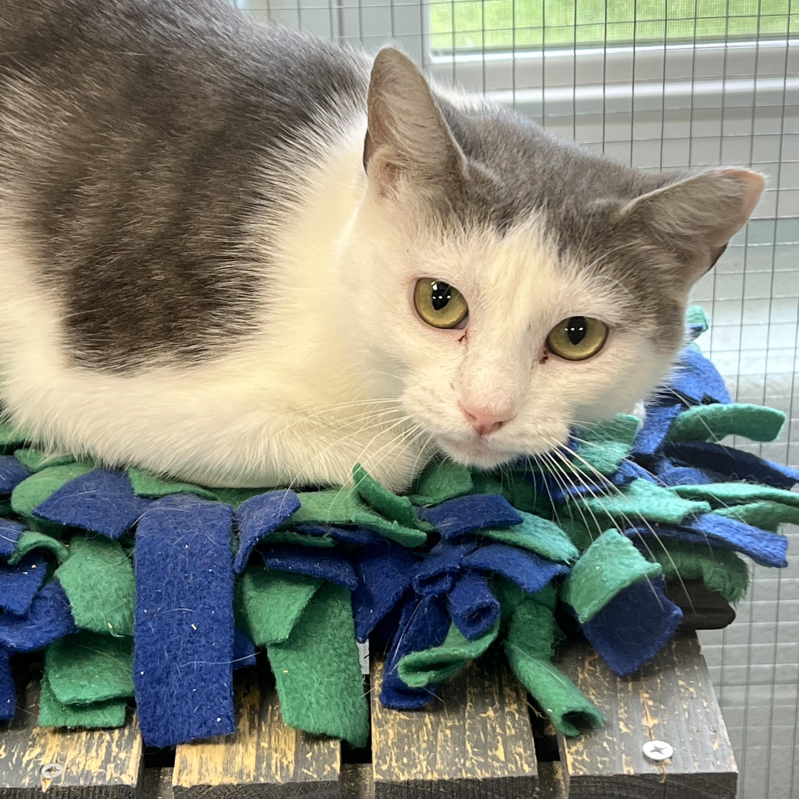 Enlarge Hermes (working cat) *Adoption fee sponsored*, a ADOPTABLE Domestic Short Hair in Berryville, VA image 1/2