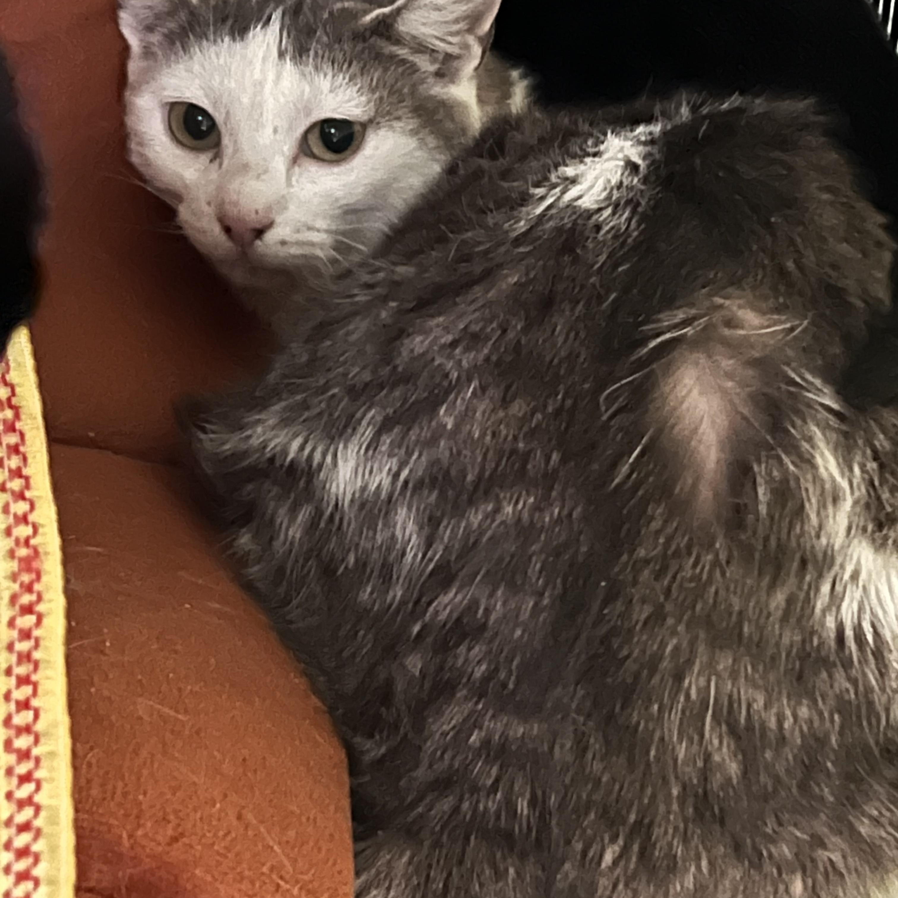 Enlarge Hermes (working cat) *Adoption fee sponsored*, a ADOPTABLE Domestic Short Hair in Berryville, VA image 2/2