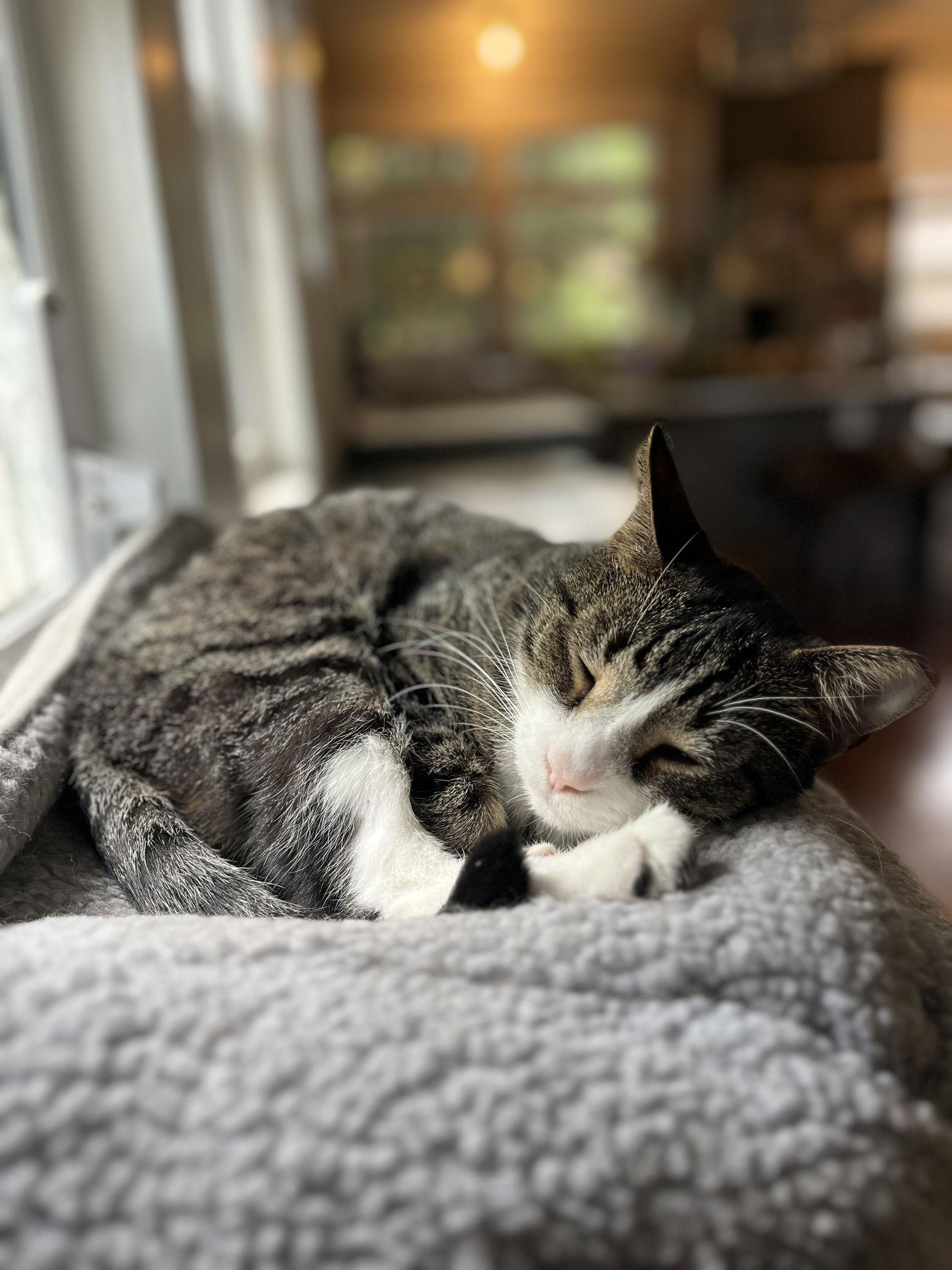 Cookie, Adoptable, Adult Male Domestic Short Hair.