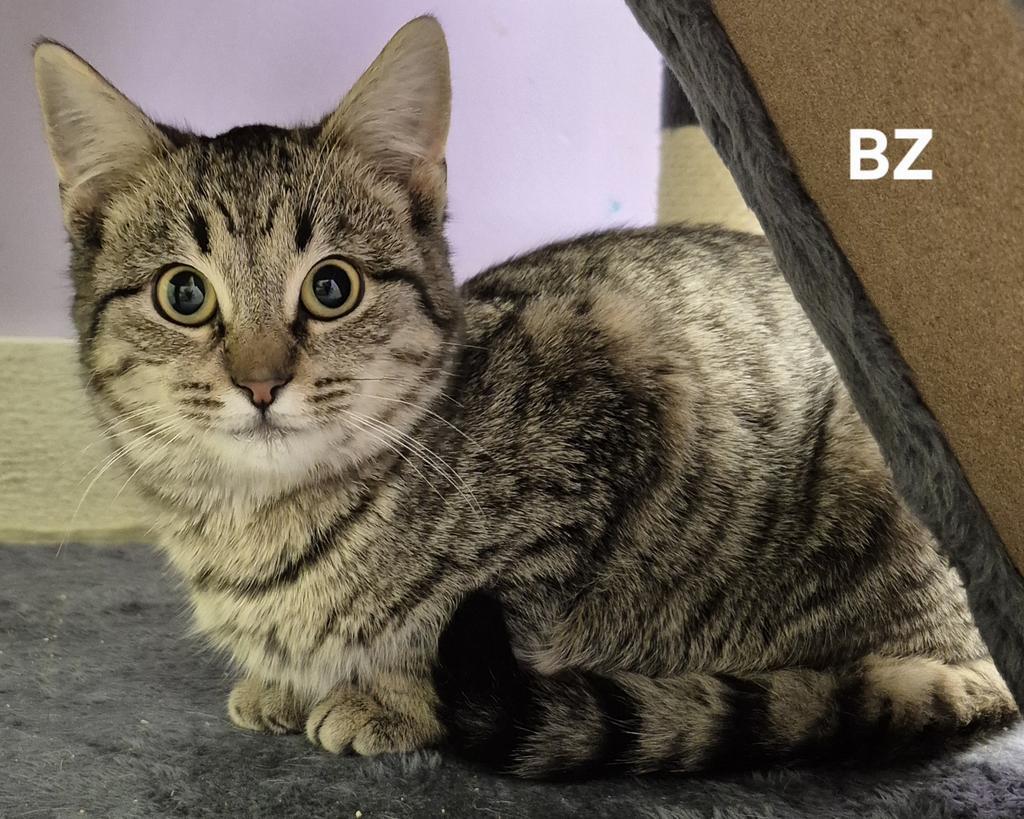BZ, Adoptable, Young Male Domestic Short Hair.