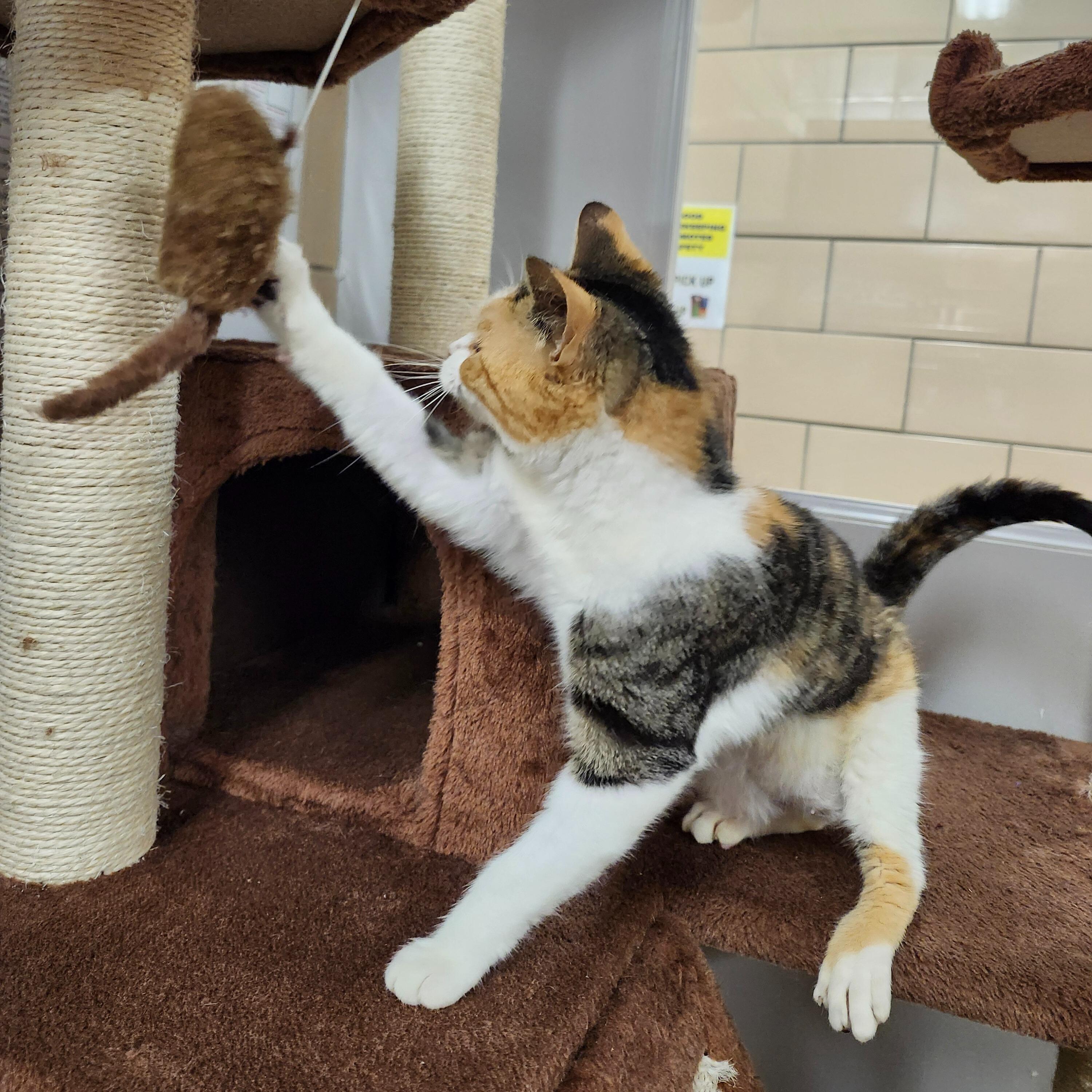 Enlarge Mookie (In Foster), a Adoptable Domestic Short Hair in Renfrew, PA image 1/5