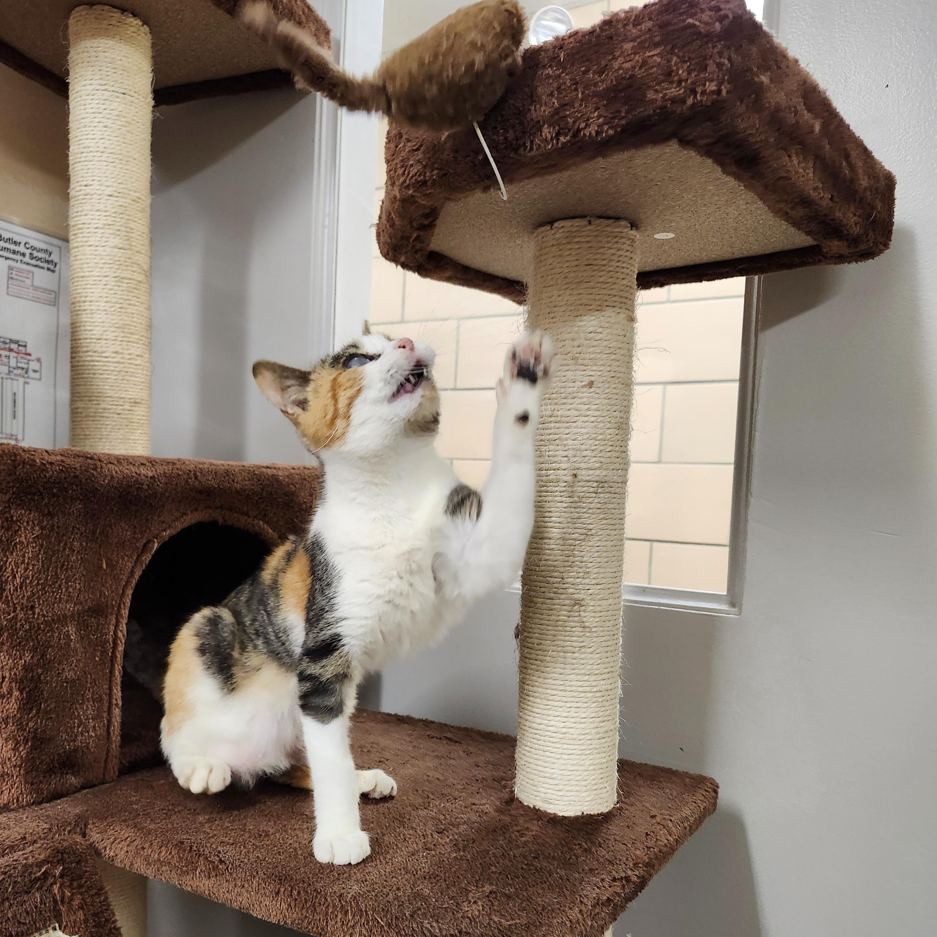 Enlarge Mookie (In Foster), a Adoptable Domestic Short Hair in Renfrew, PA image 3/5