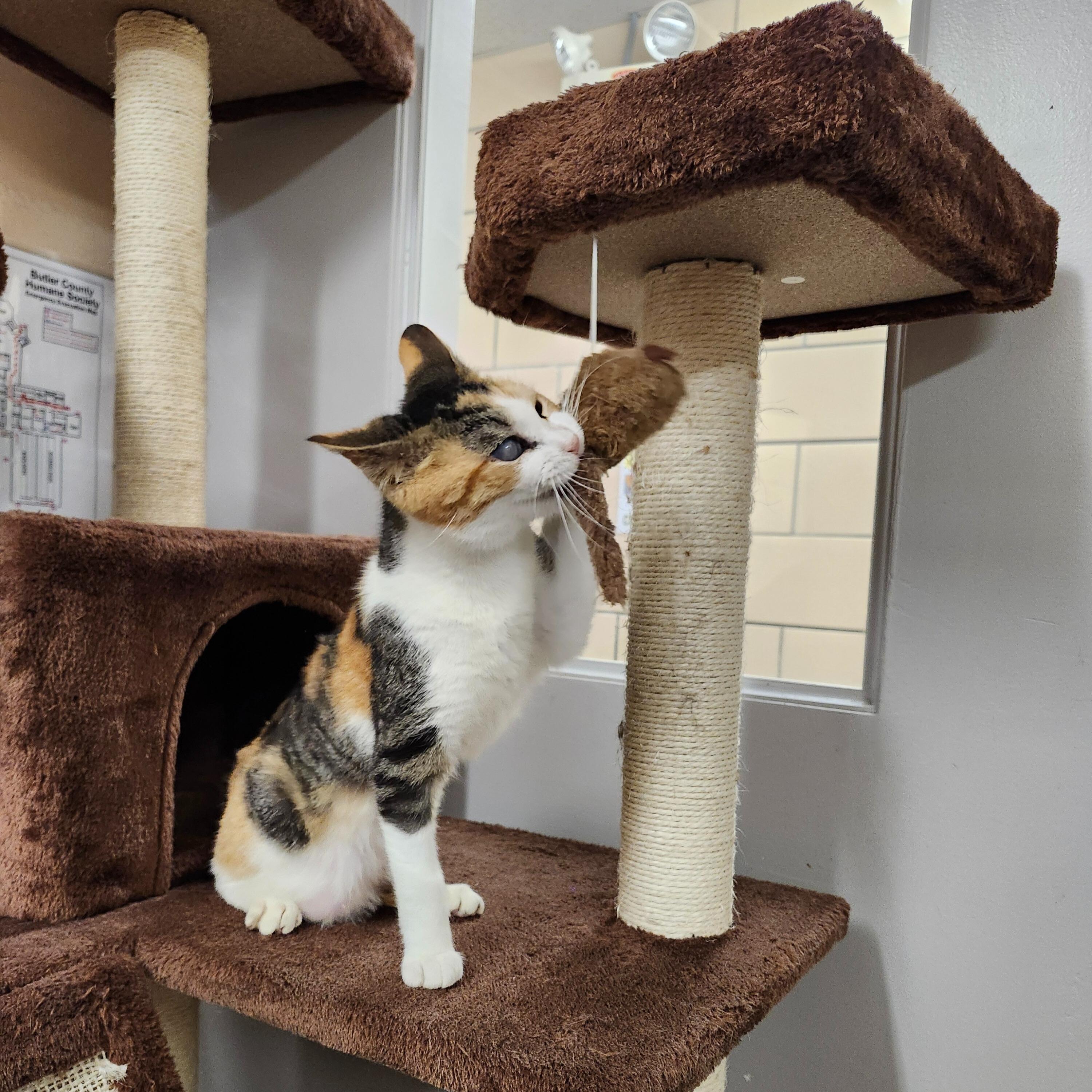 Enlarge Mookie (In Foster), a Adoptable Domestic Short Hair in Renfrew, PA image 5/5