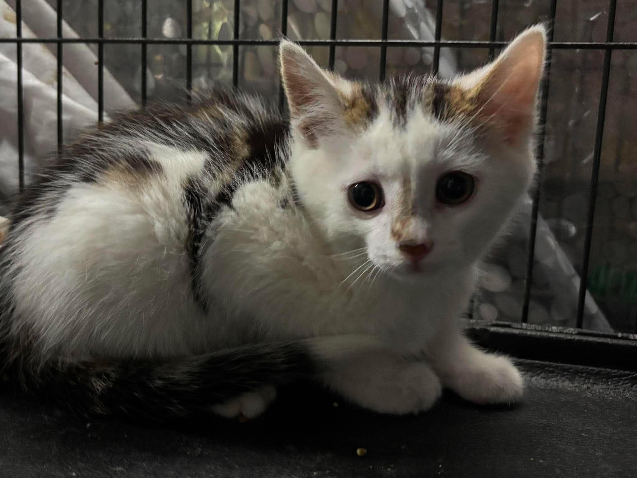 KING, an adopted Domestic Short Hair in Tillsonburg, ON image 2/2