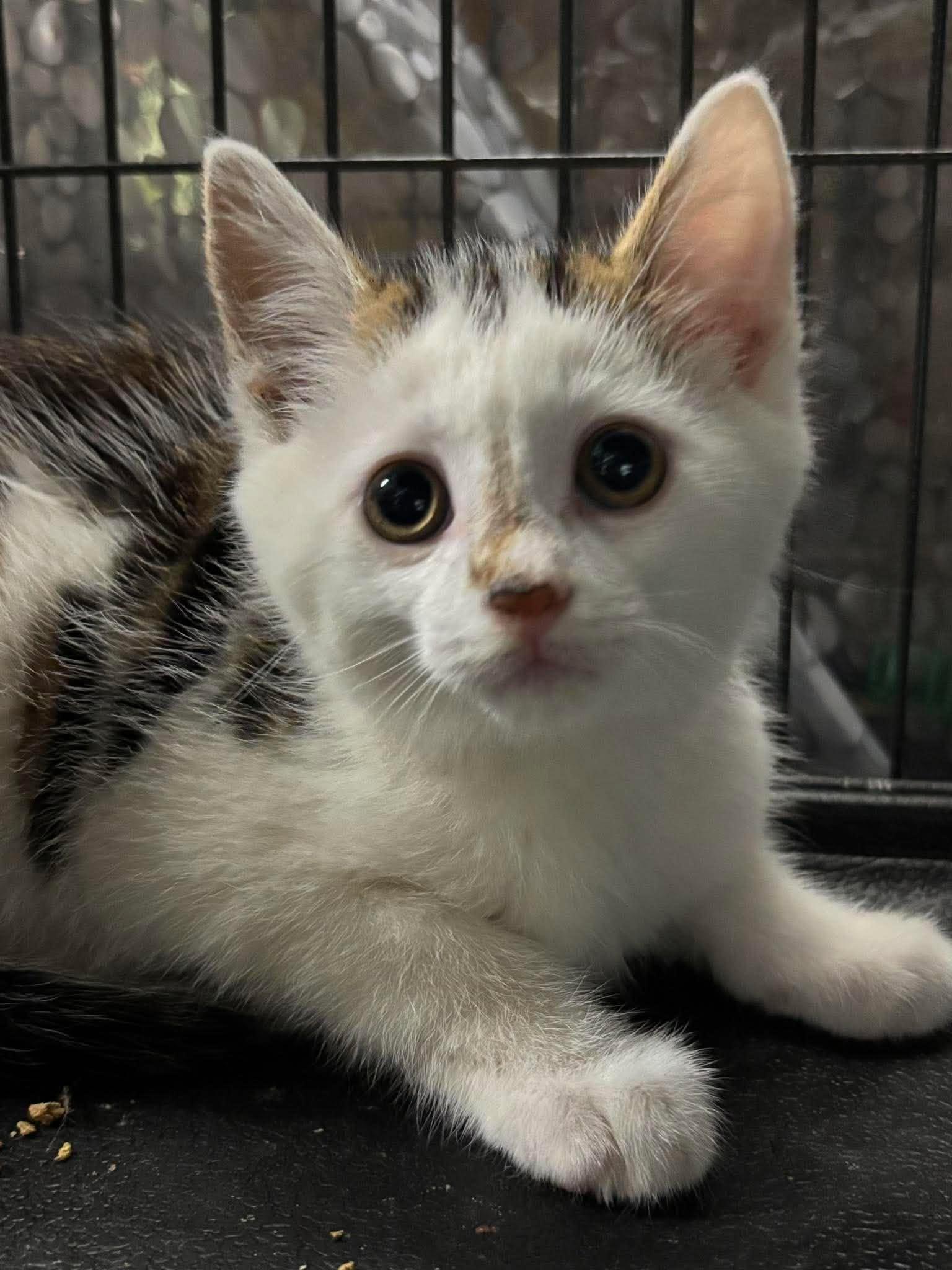 KING, an adopted Domestic Short Hair in Tillsonburg, ON image 1/2