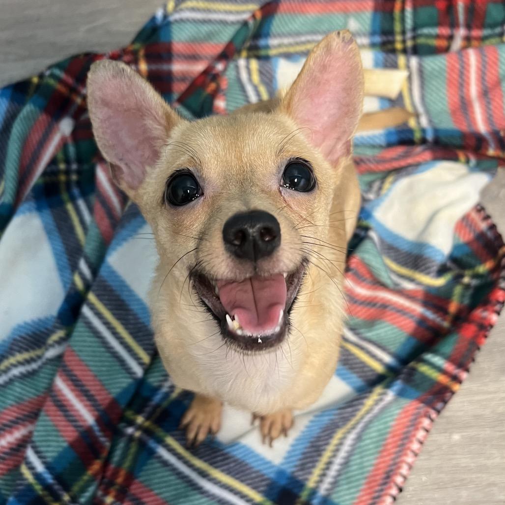 Thorn, Adoptable, Young Male Chihuahua.