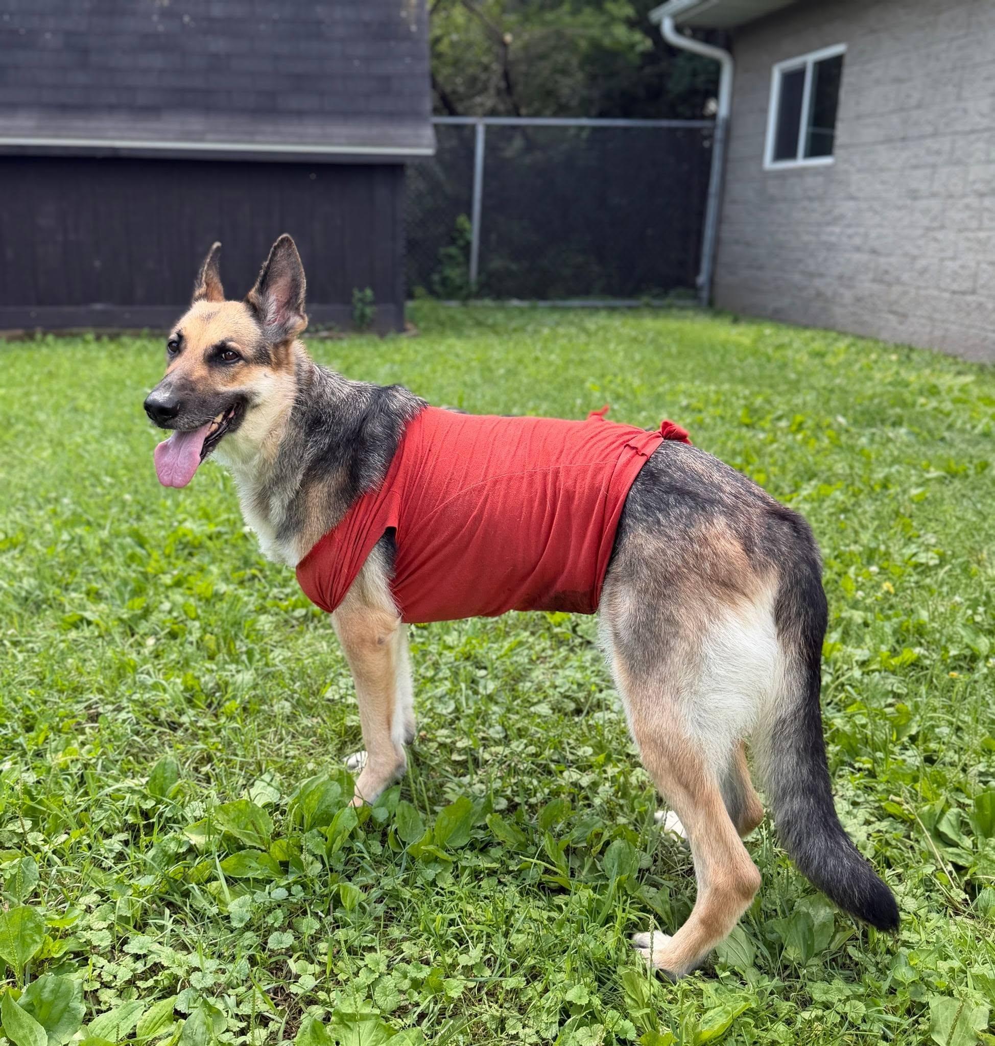 Pepper, an adopted mixed breed in La Crescent, MN image 1/3