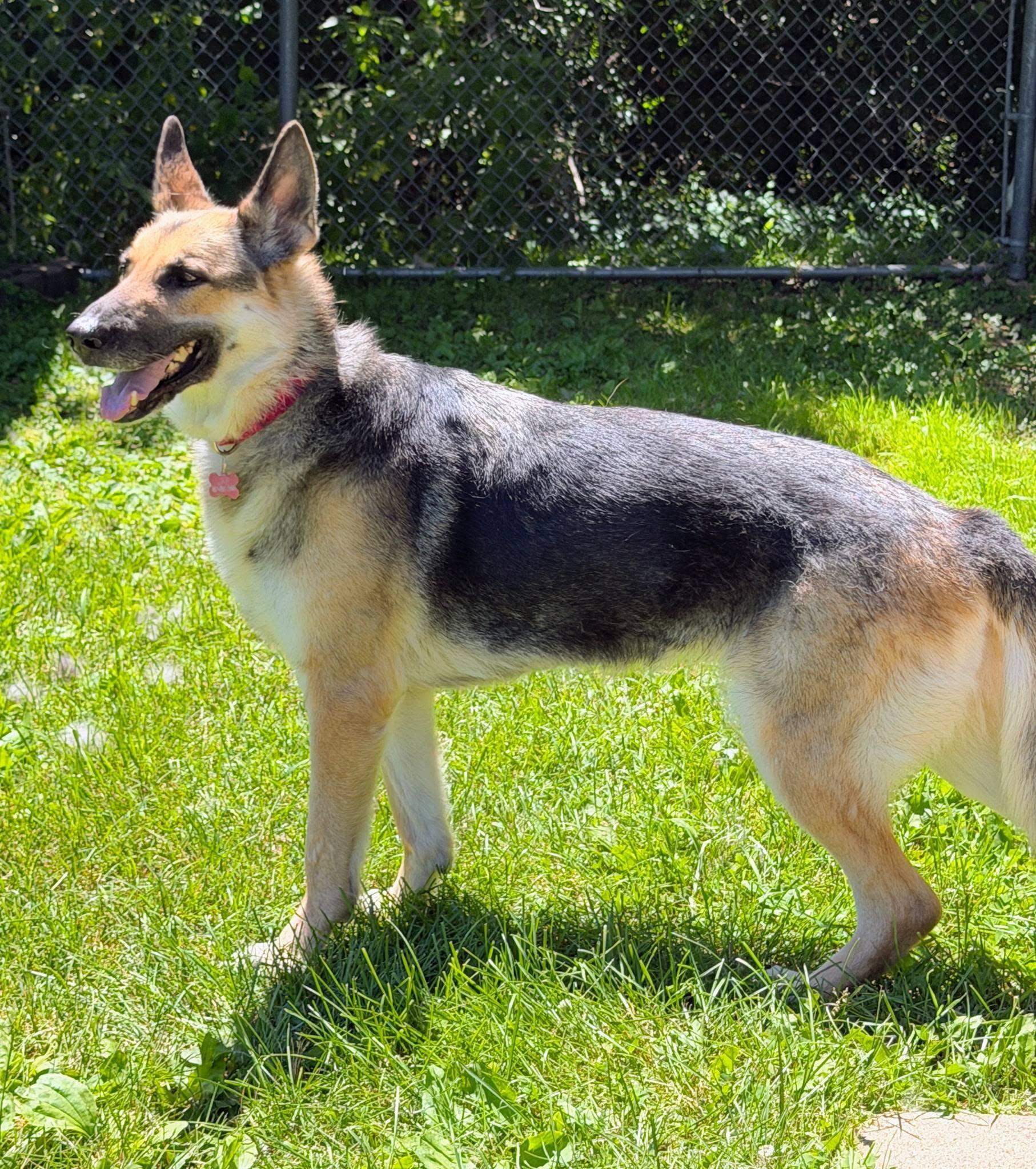Pepper, an adopted mixed breed in La Crescent, MN image 2/3
