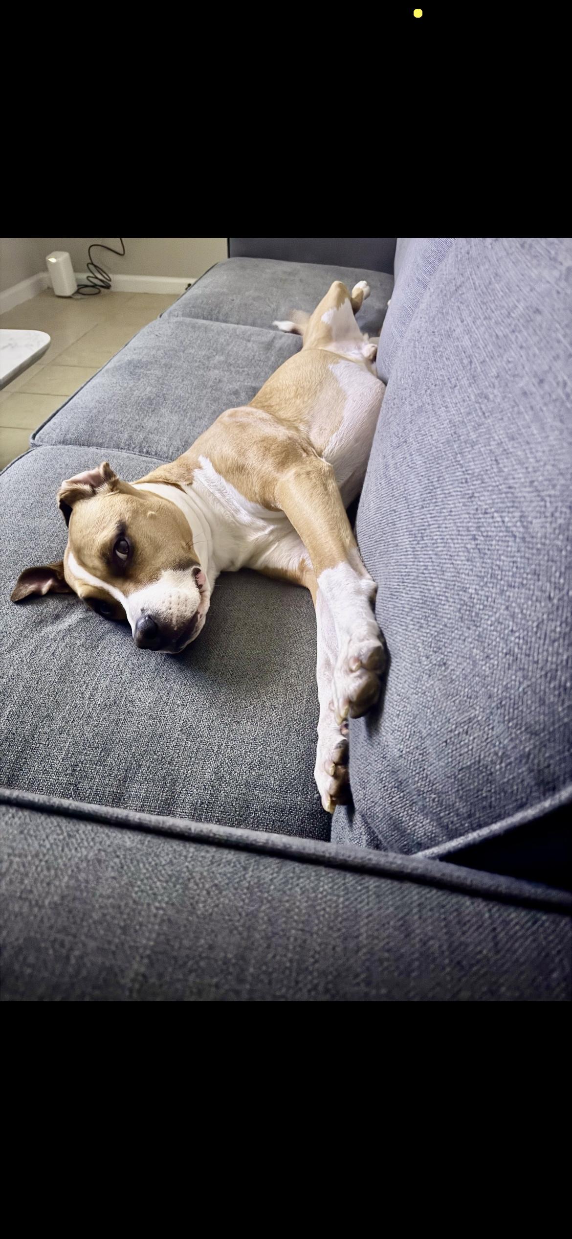 Enlarge George, a Adoptable Mixed Breed in Kennewick , WA image 4/6