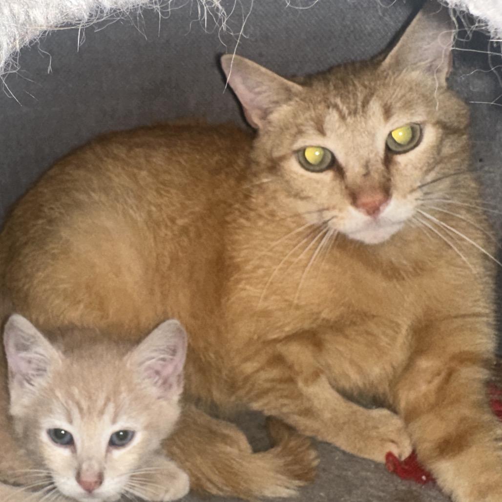 Lucy, Adoptable, Adult Female Domestic Short Hair.