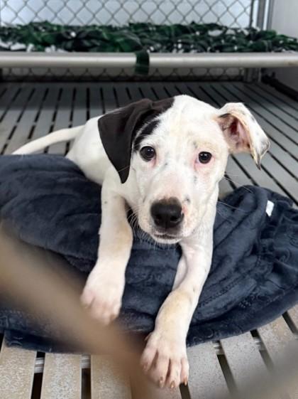 Enlarge Nala, a Adoptable mixed breed in Cumming, GA image 1/2