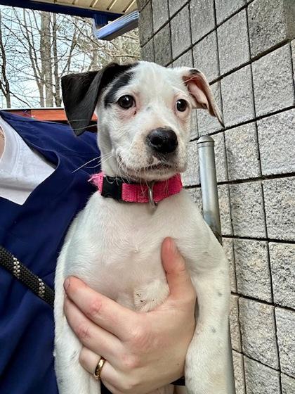 Enlarge Nala, a Adoptable mixed breed in Cumming, GA image 2/2