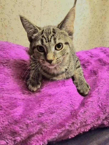 Enlarge Dana, a Adoptable mixed breed in Allentown, PA image 1/1