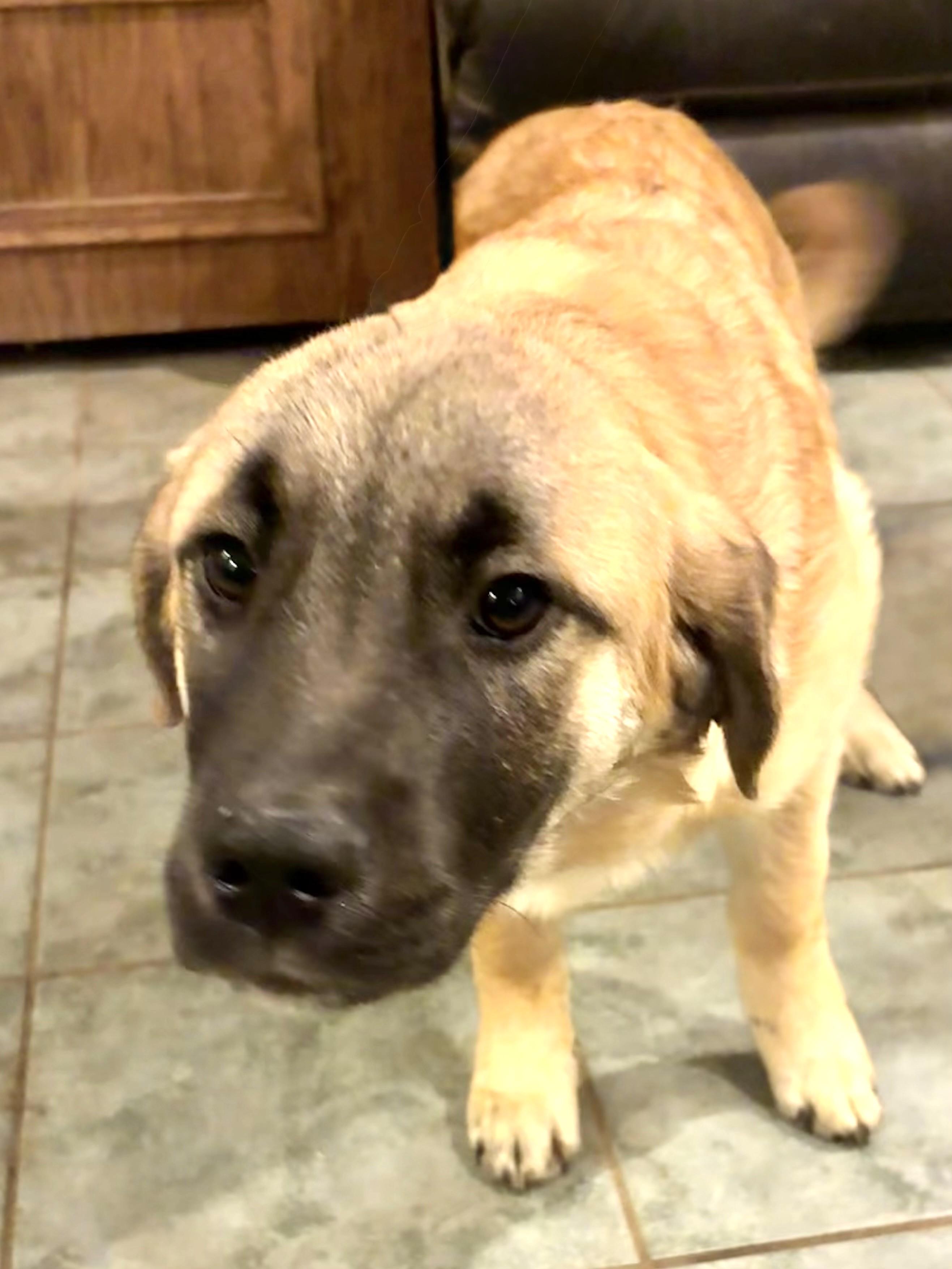 Enlarge Garrat, an adopted mixed breed in West Chicago, IL image 1/3