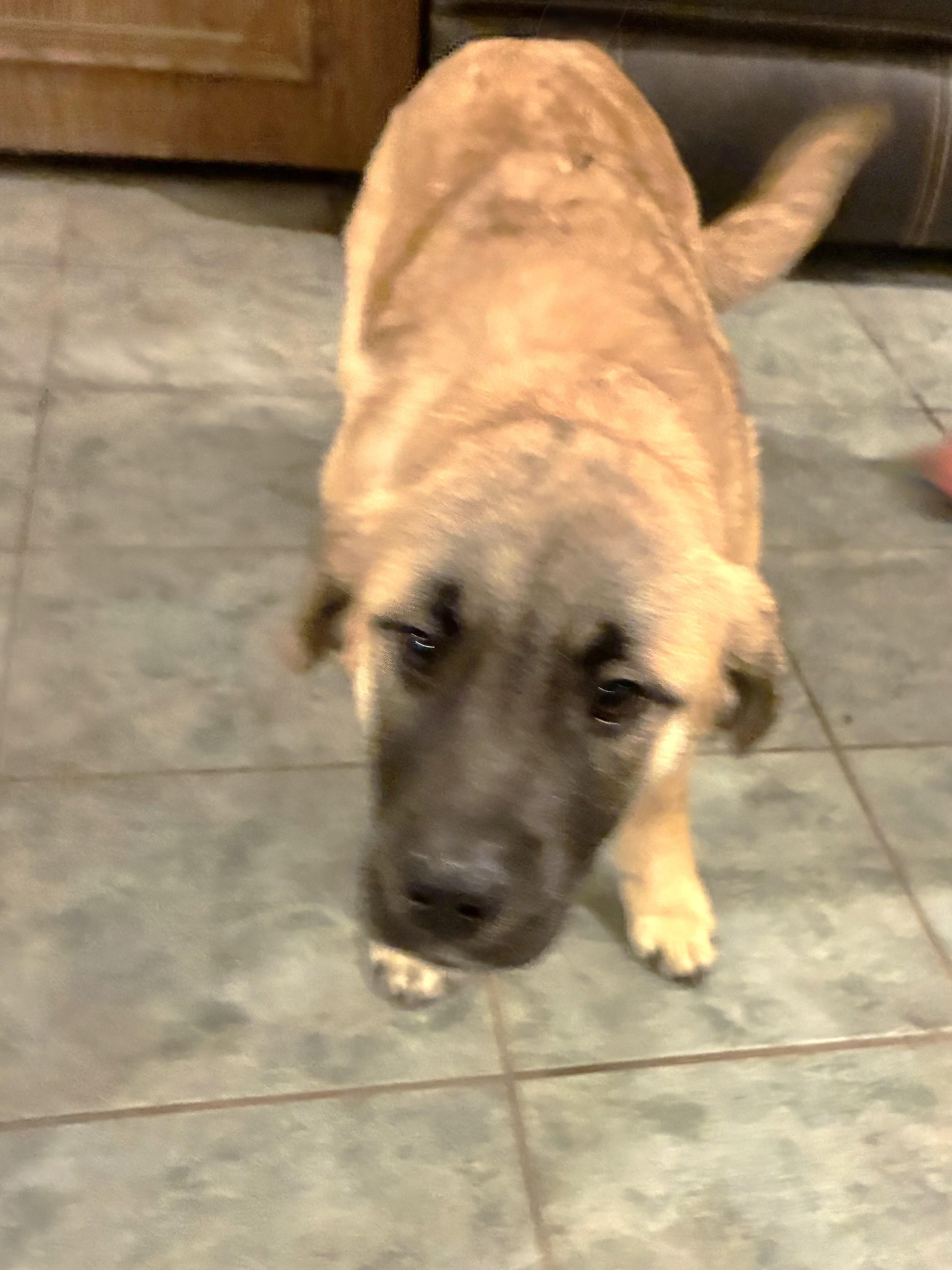 Enlarge Garrat, an adopted mixed breed in West Chicago, IL image 2/3