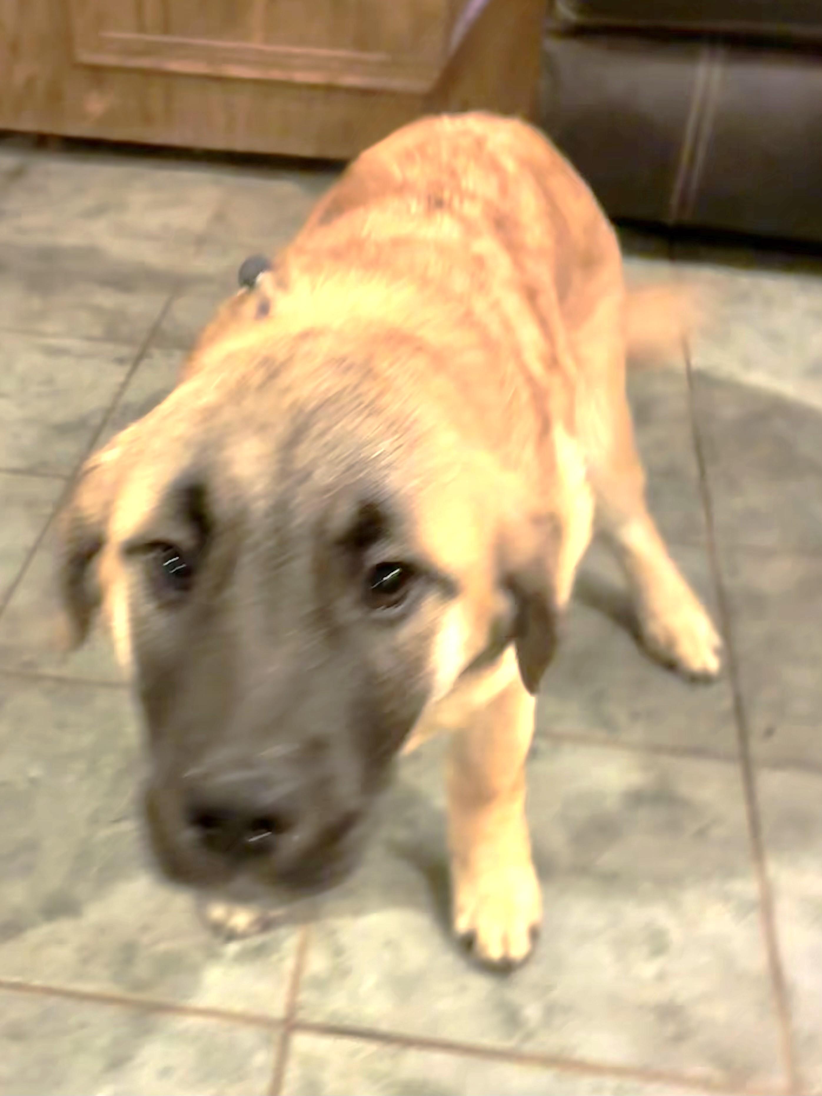 Enlarge Garrat, an adopted mixed breed in West Chicago, IL image 3/3