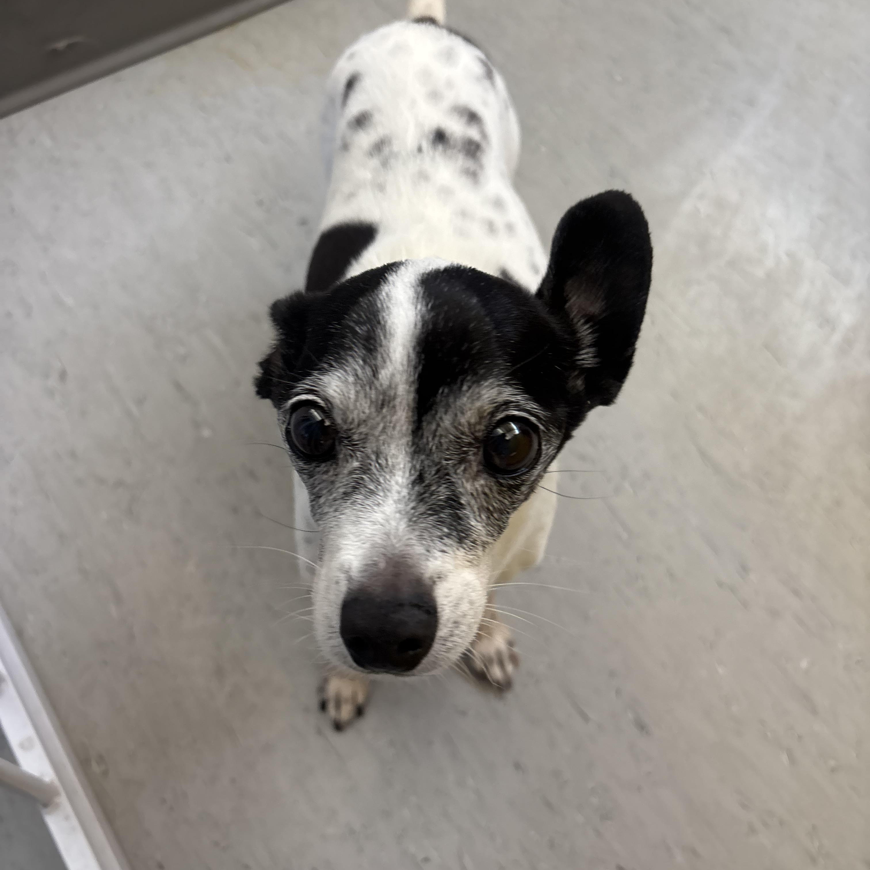Enlarge Henrietta, a ADOPTABLE Chihuahua in Phoenix, AZ image 1/1