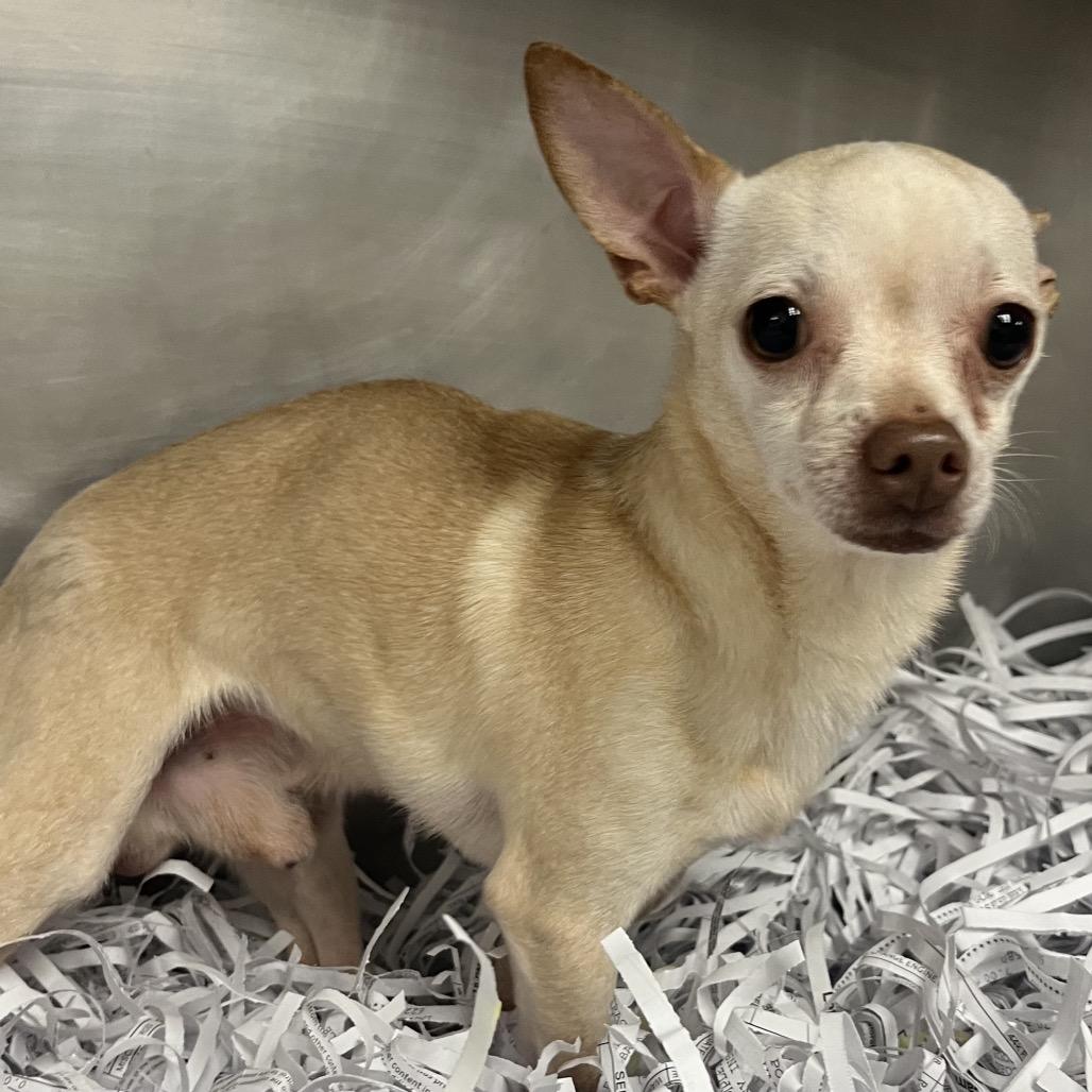 Richard, Adoptable, Adult Male Chihuahua.