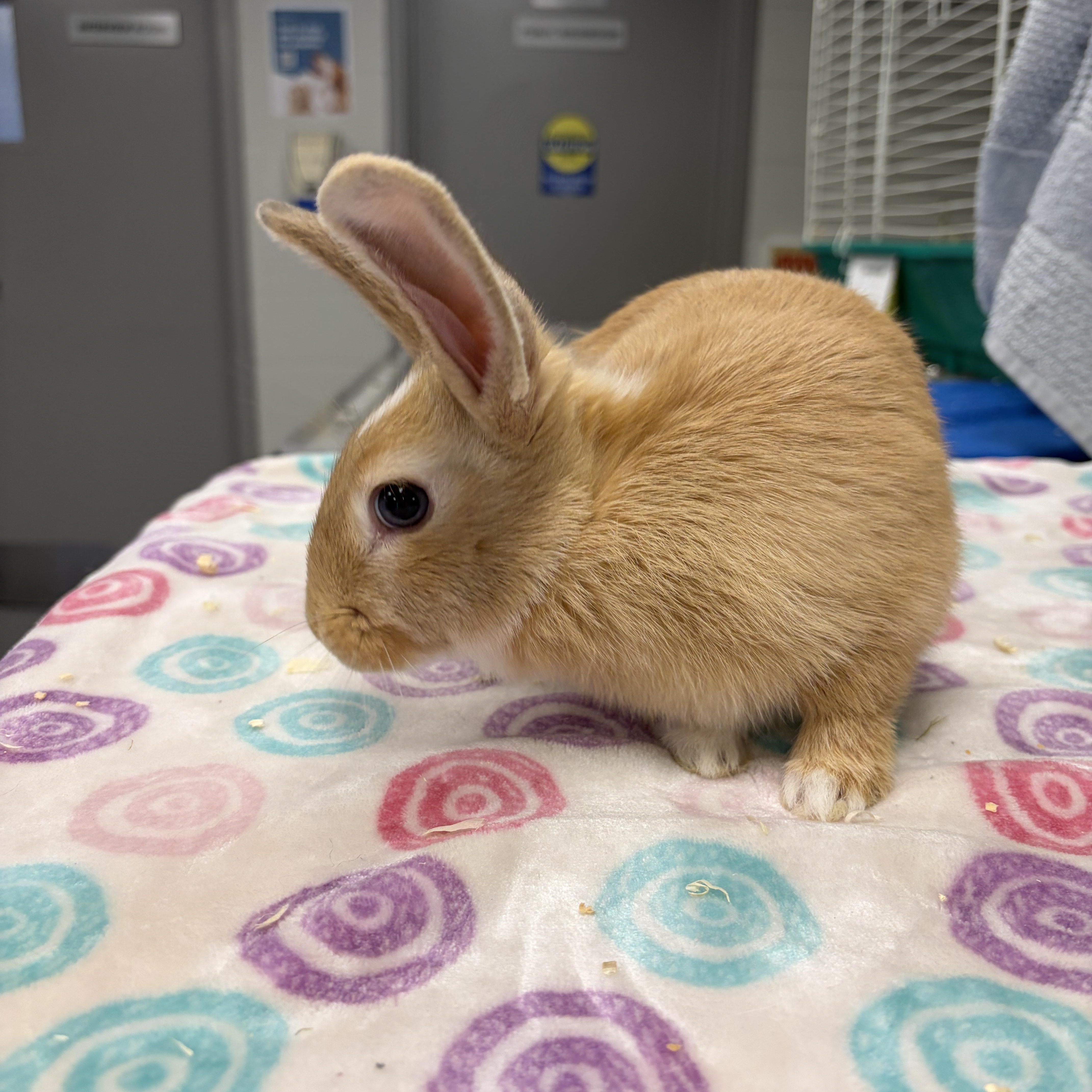 Enlarge Skittles, a Adoptable Bunny Rabbit in Mississauga, ON image 2/3