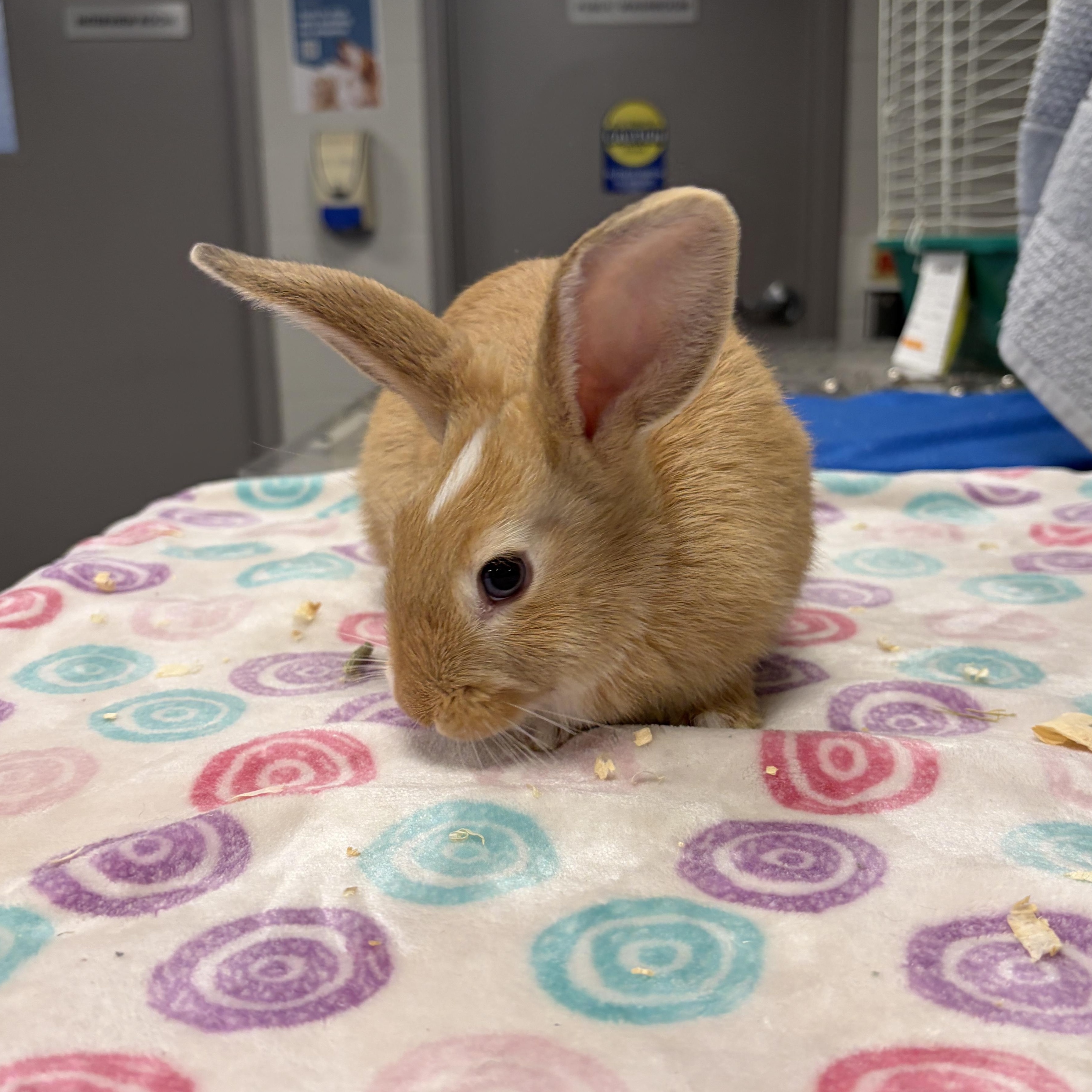 Enlarge Skittles, a Adoptable Bunny Rabbit in Mississauga, ON image 3/3