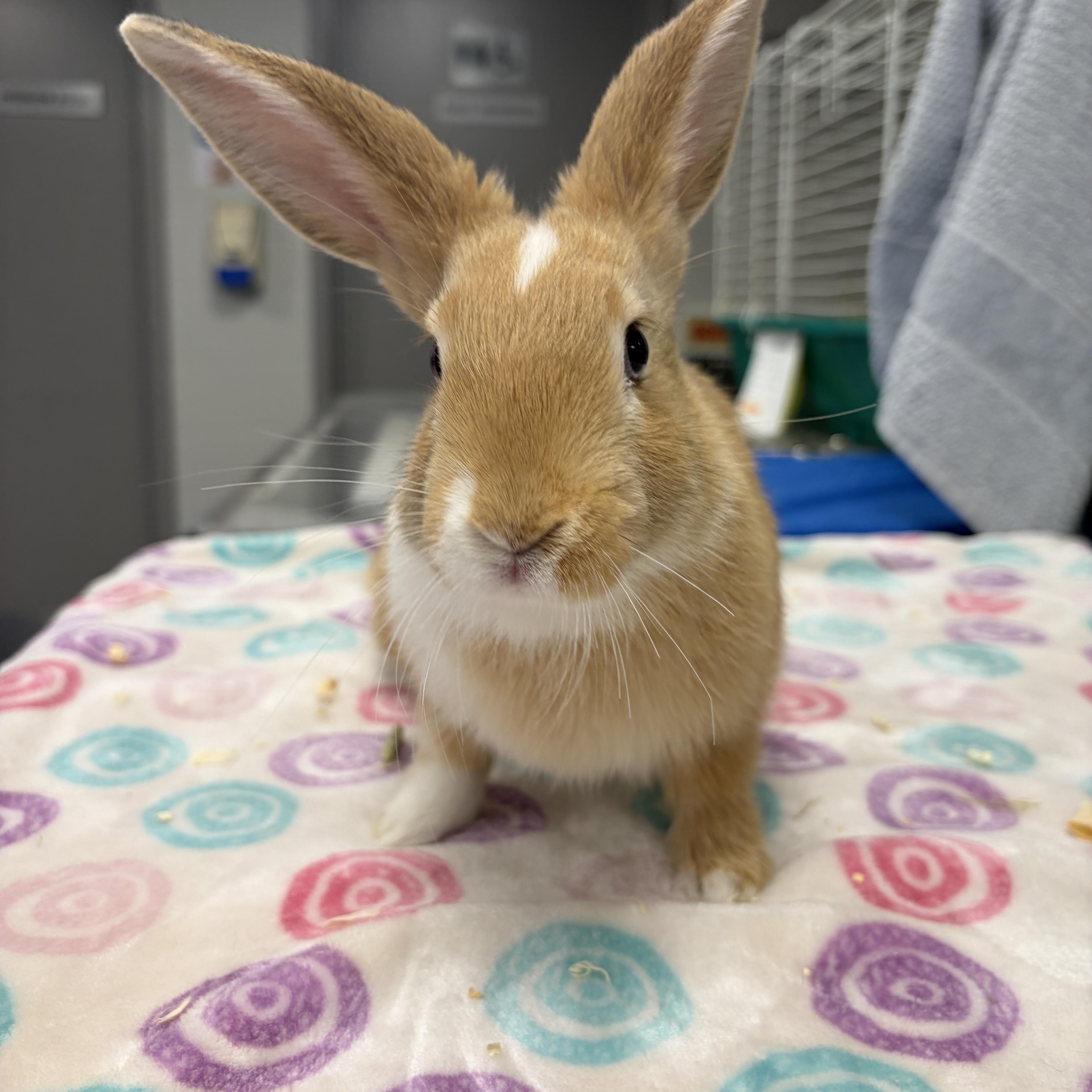 Skittles, Adoptable, Baby Female Bunny Rabbit.