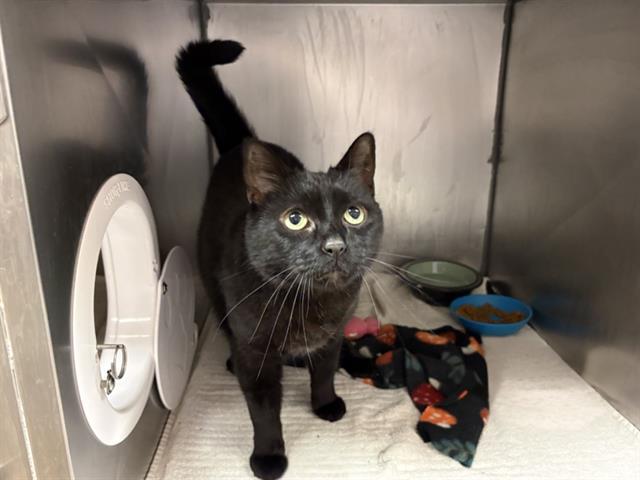Enlarge BABY, a Adoptable Domestic Short Hair in Fort Wayne, IN image 1/1