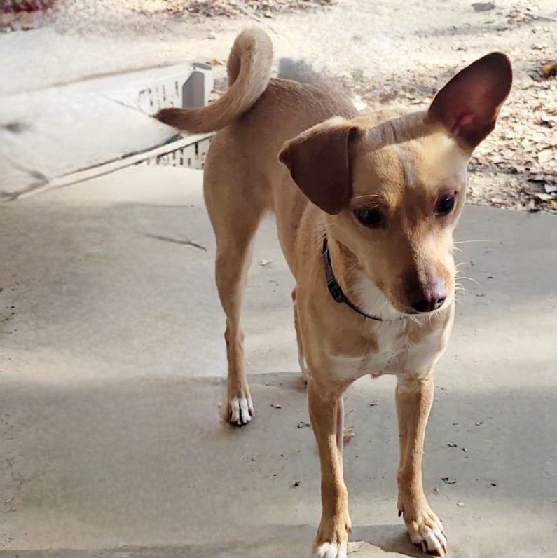 Bonnie , Adopted, Adult Female Feist.