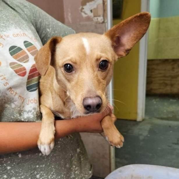 Bonnie , Adopted, Adult Female Feist.