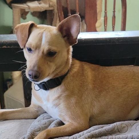 Enlarge Bonnie , a Adopted Feist in Lafayette, TN image 4/4