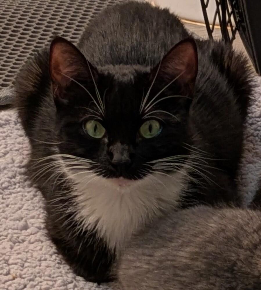 Huntrix, Adoptable, Adult Female Domestic Short Hair.